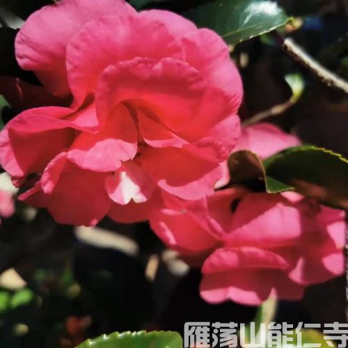 《地藏菩萨本愿经》讲记 （32）